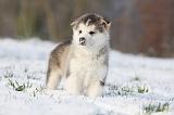 ALASKAN MALAMUTE 251